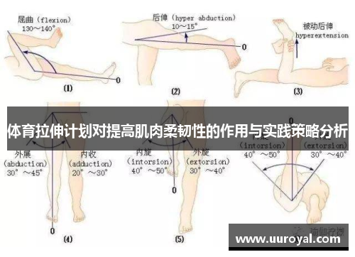体育拉伸计划对提高肌肉柔韧性的作用与实践策略分析